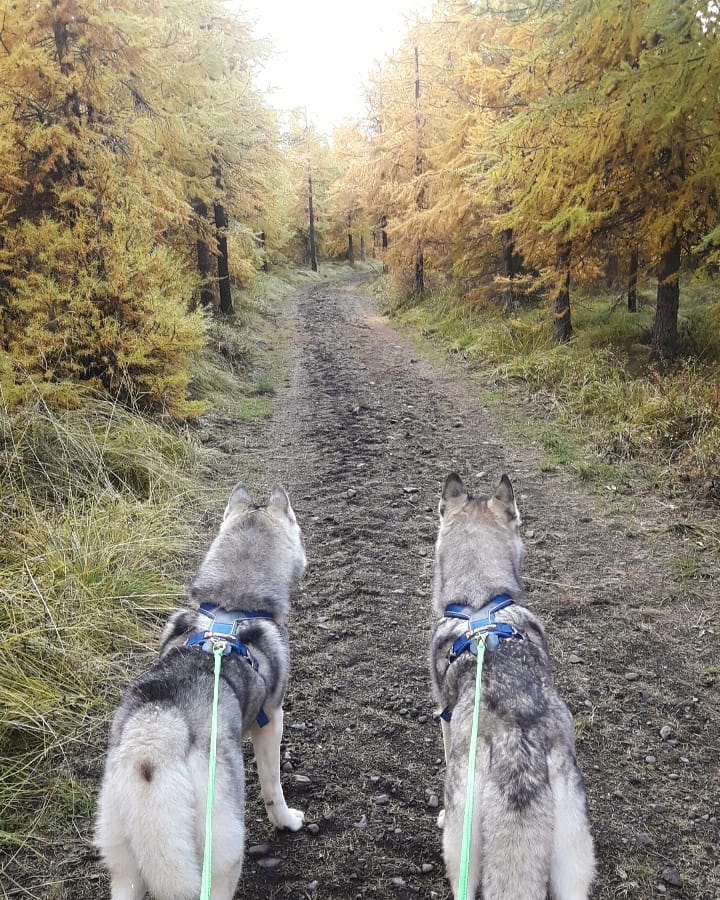 Zwei Huskys mit Geschirren blicken auf einen Wanderweg in Nordisland.