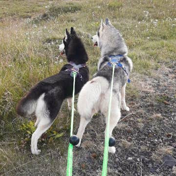 Hiking with Huskies in North Iceland from Akureyri