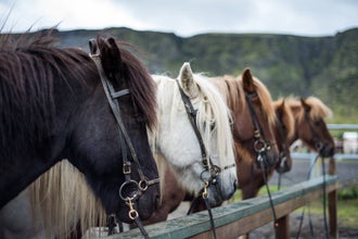 Icelandic horses line up for a riding tour.