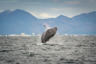 Spännande 2 timmars valsafari med en RIB-båt från Reykjavik.