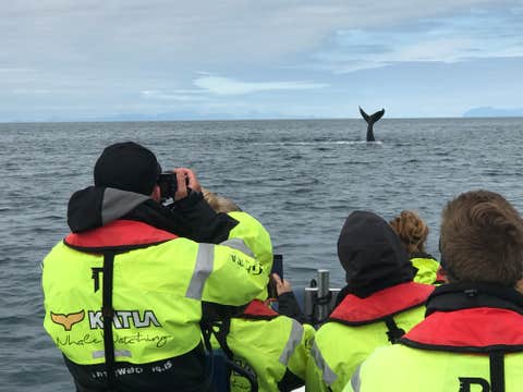Thrilling 2 Hour Whale Watching Tour on a RIB Speedboat from Reykjavik