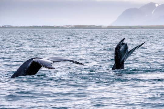 Thrilling 2 Hour Whale Watching Tour on a RIB Speedboat from Reykjavik