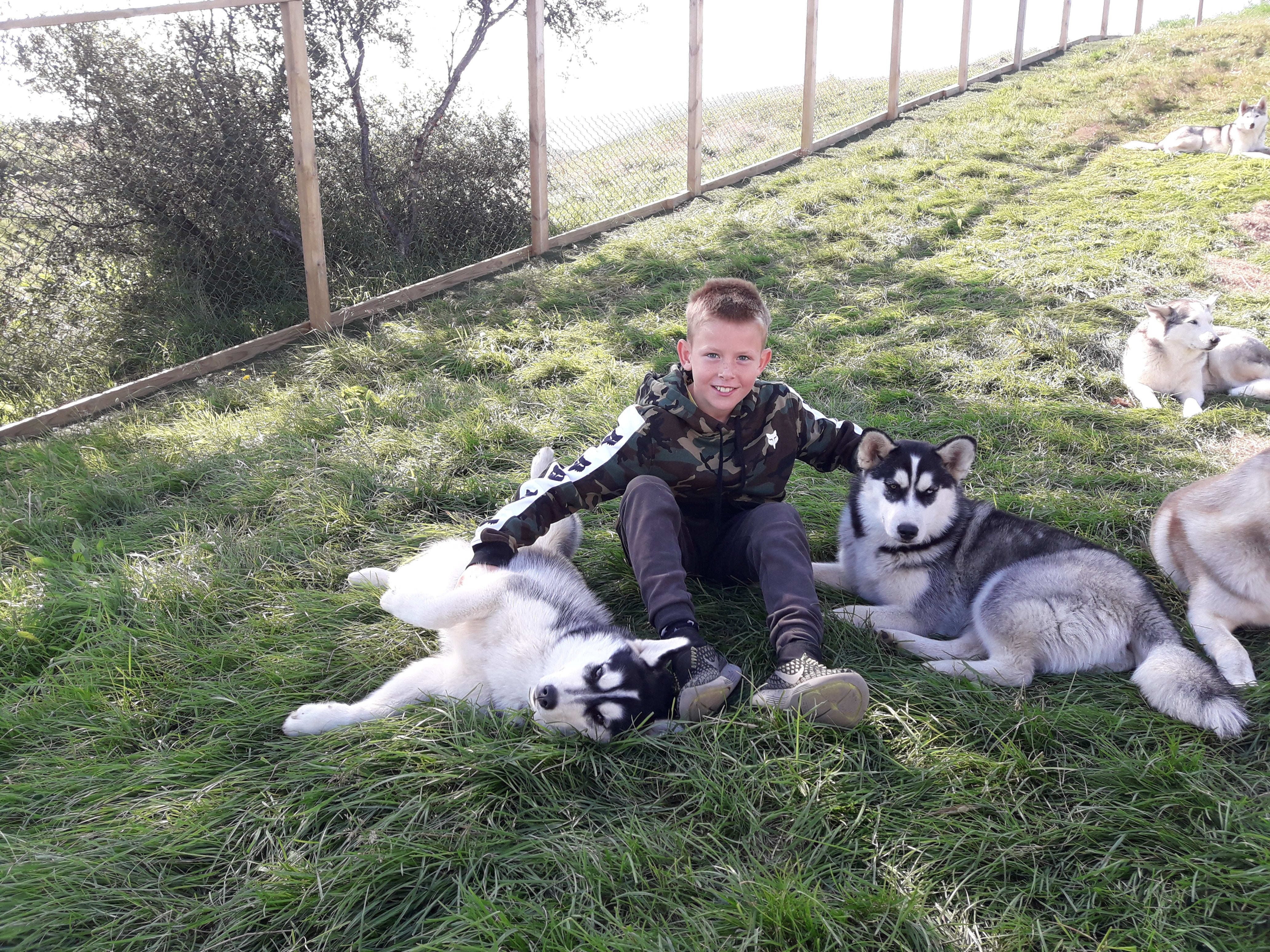 A child petting a pair of huskies near Akureyri.