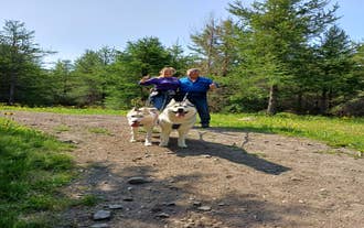 Dog lovers exploring a woodland during a husky hiking tour in Akureyri.