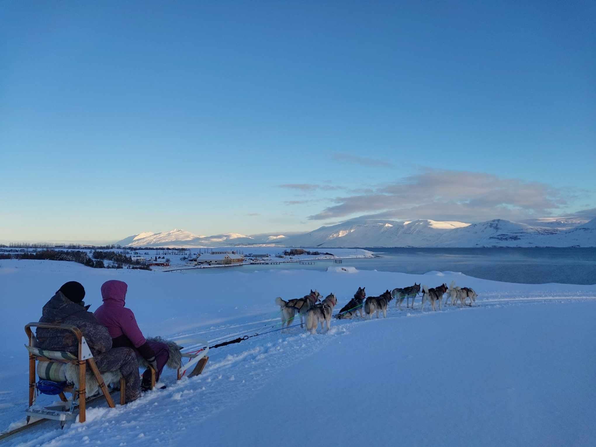 Huskies pull a sled during a tour in North Iceland.