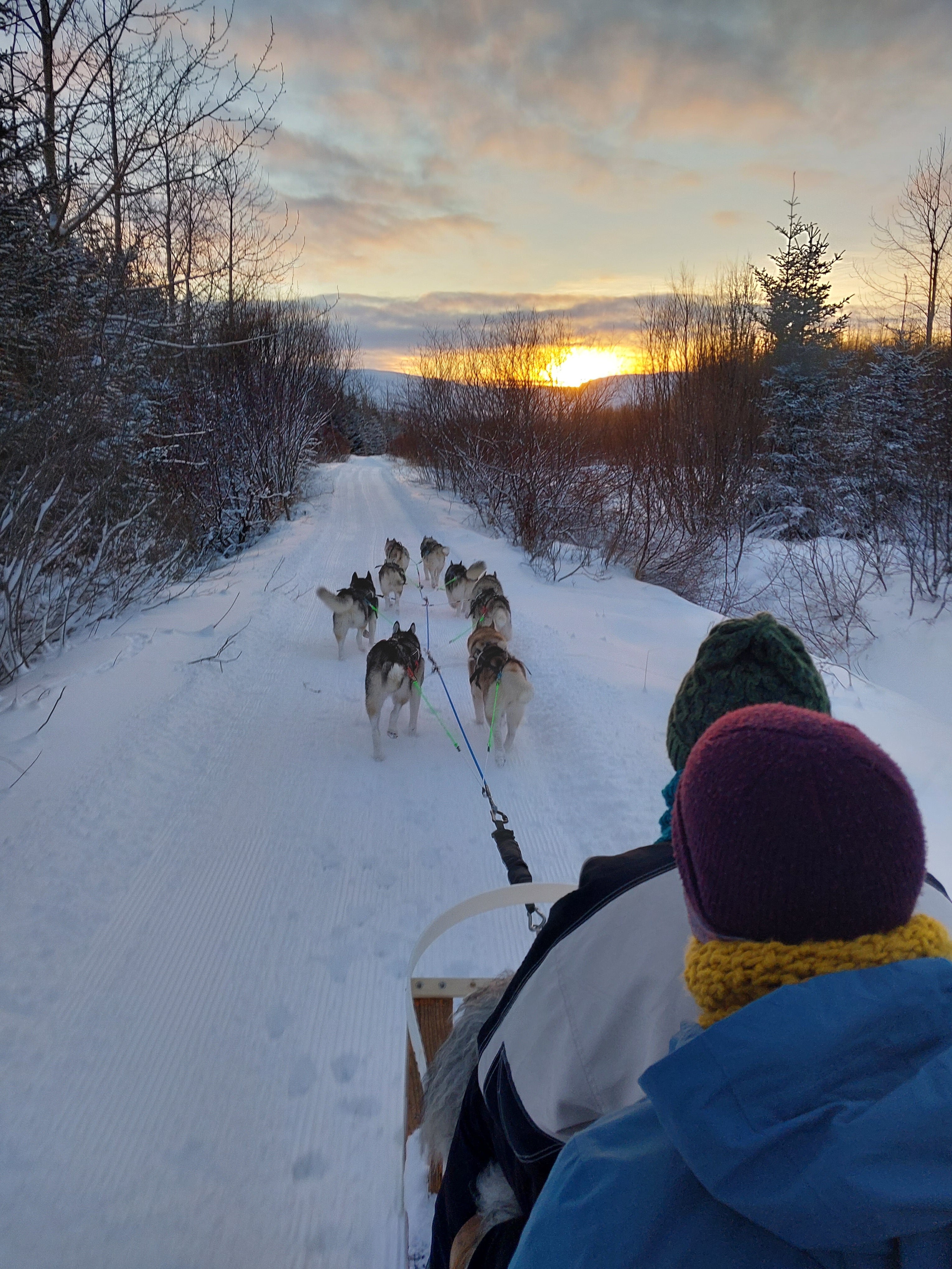 Two people on a dog sledding tour at sunset in Iceland.