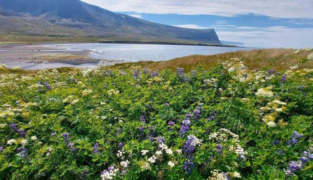 Scenic Boat Ride from Adalvik to Isafjordur