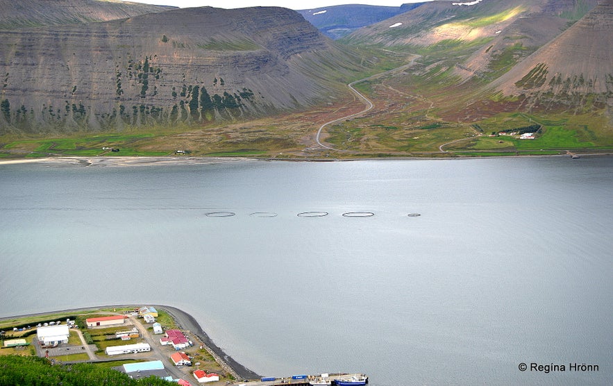 The lovely little Village Þingeyri in the Westfjords of Iceland