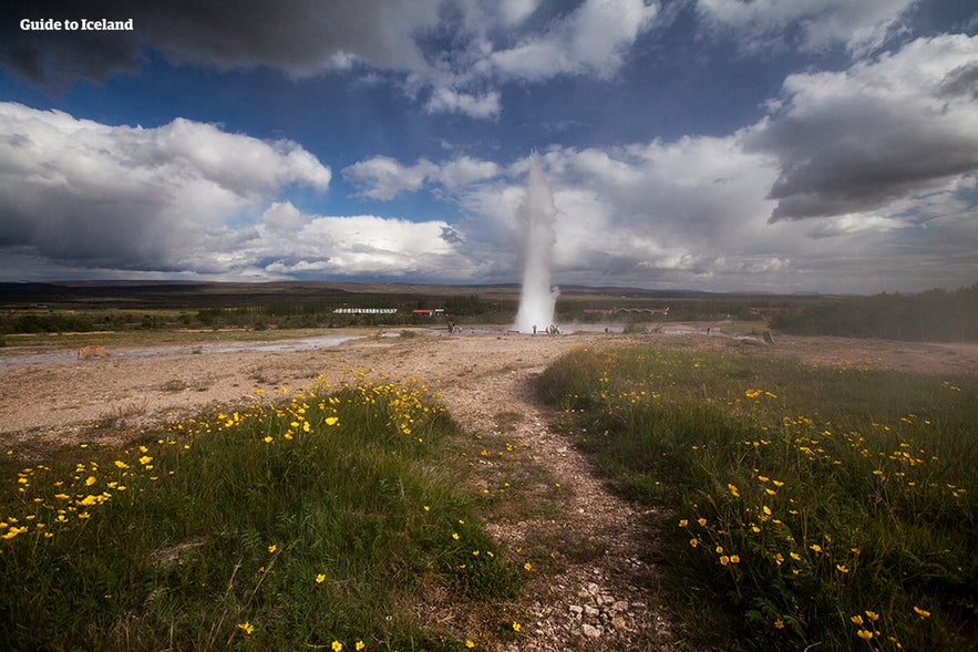 Wildflowers surround Strokkur geyser during summer in Iceland.