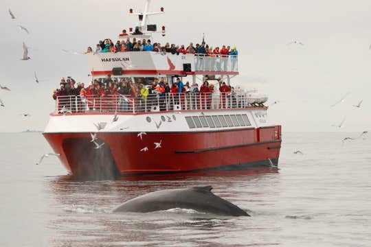 Classic 3-Hour Whale Watching Adventure from Reykjavik