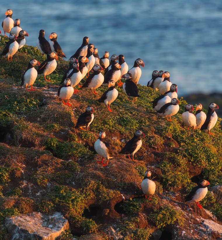 Туры для наблюдения за птицами