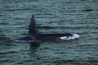 Whale Watching Luxury Yacht Cruise
