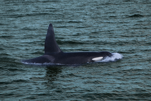 Whale Watching Luxury Yacht Cruise