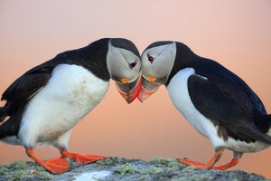 Natuurreizen in IJsland