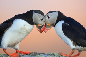 Wildlife Tours