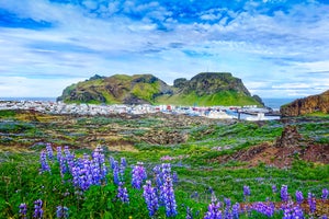 Westman Islands Tours