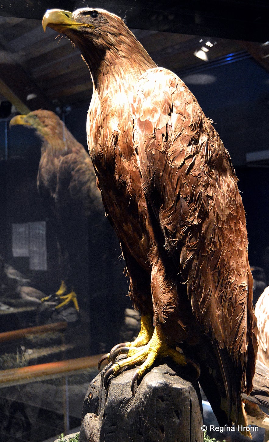 Sigurgeir's bird museum at Mývatn Sigurgeir's bird museum at Mývatn