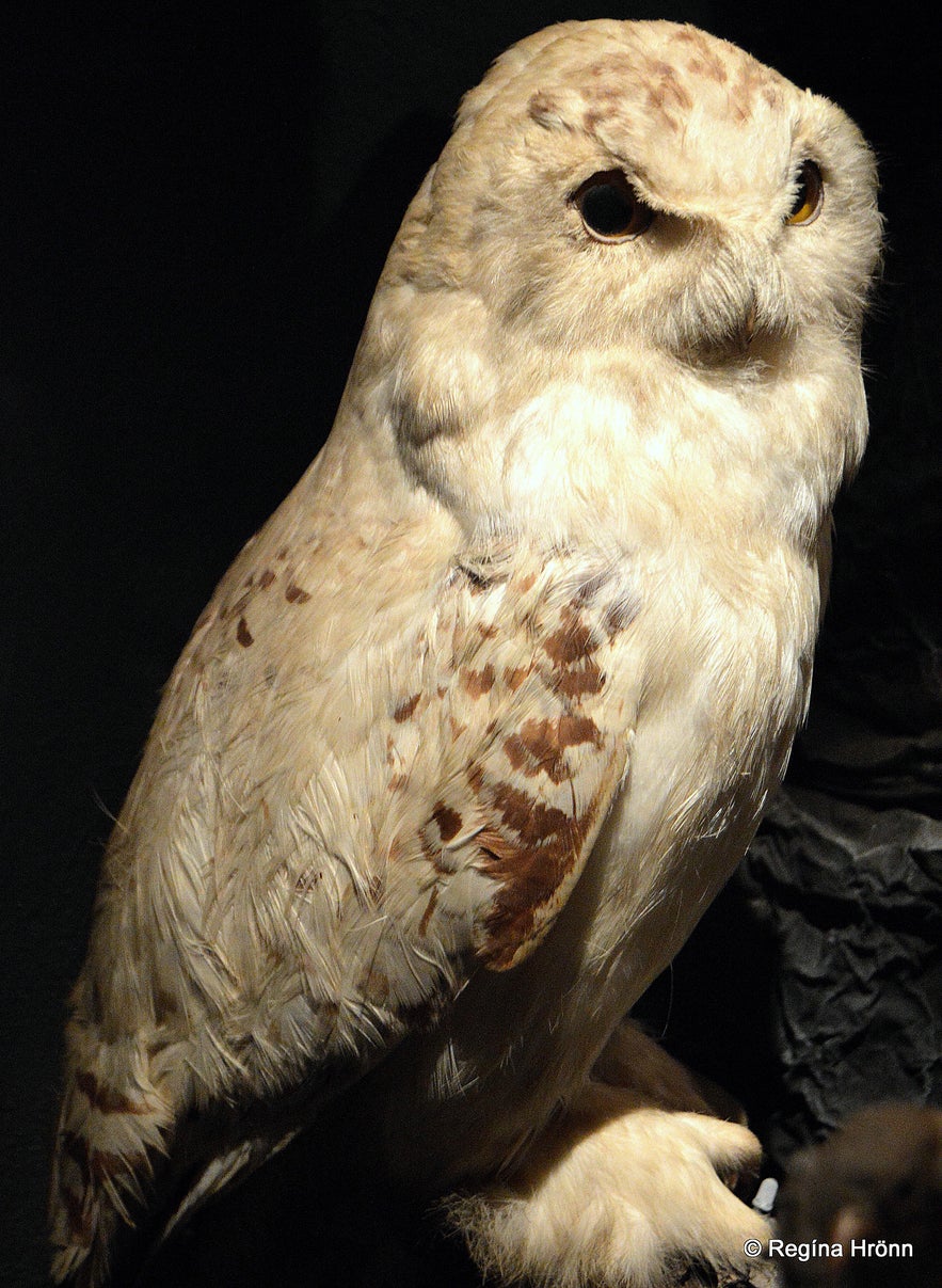 The Sigurgeir's Bird Museum at Mývatn - Breeding Birds in Iceland