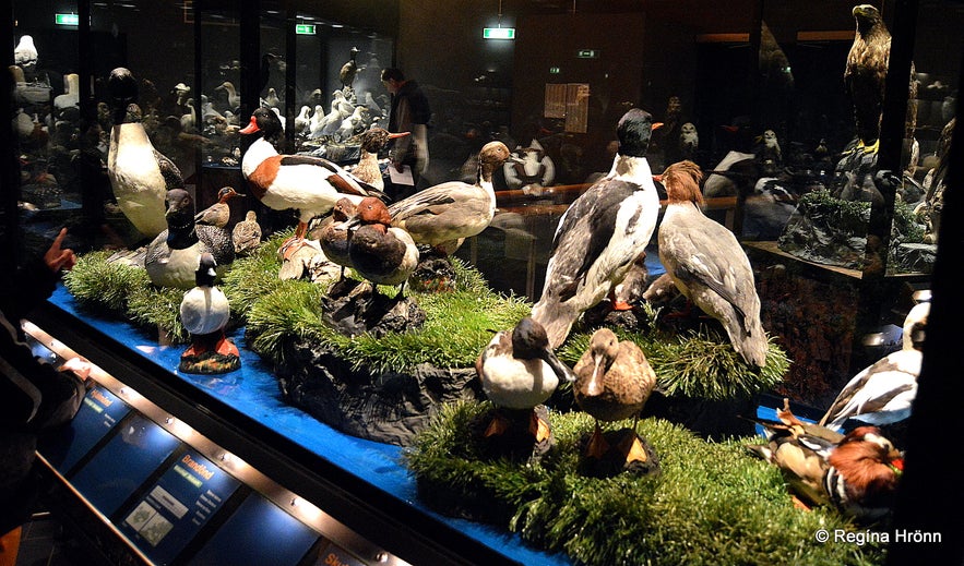 The Sigurgeir's Bird Museum at Mývatn - Breeding Birds in Iceland