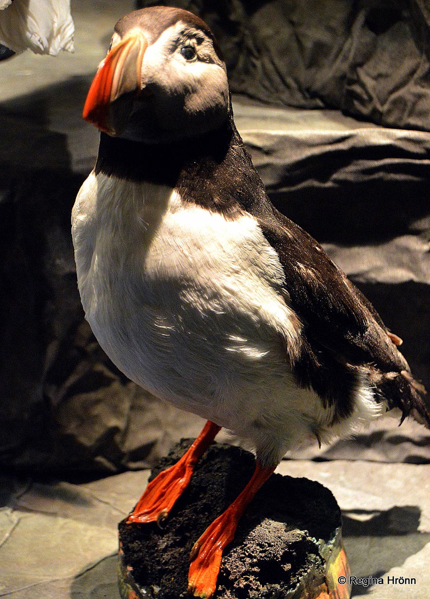 The Sigurgeir's Bird Museum at Mývatn - Breeding Birds in Iceland