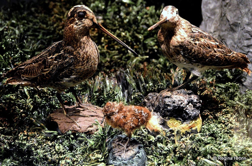 The Sigurgeir's Bird Museum at Mývatn - Breeding Birds in Iceland