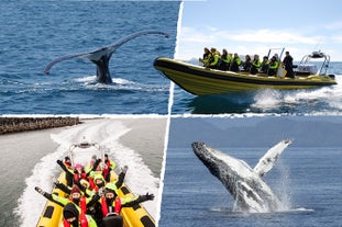 An RIB speedboat in Iceland.