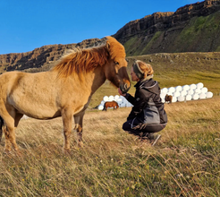 A woman kneels to pet an Icelandic horse in a grassy field near stacked hay bales and basalt cliffs in West Iceland.