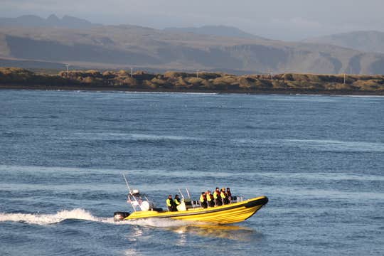 Small-Group Puffin Watching RIB Boat Tour from Reykjavik