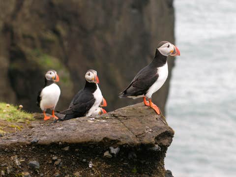 Small-Group Puffin Watching RIB Boat Tour from Reykjavik