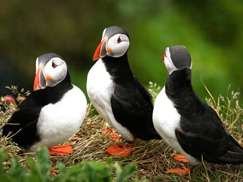 Small-Group Puffin Watching RIB Boat Tour from Reykjavik