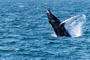 A humpback whale leaps from the surface of Faxafloi Bay.