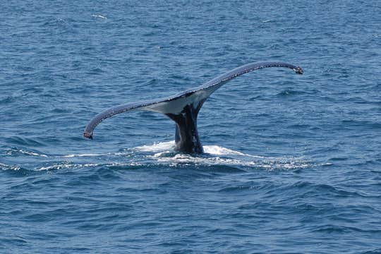 Exciting 2-Hour Whale Watching Tour in RIB Speedboat from Reykjavik