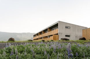 Lupins surround the Vik Apartments.