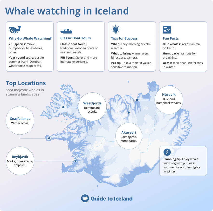 Whale watching in Iceland is a fun activity