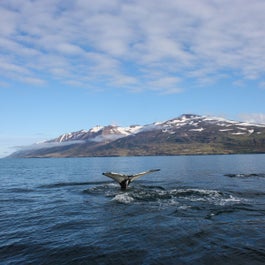 Whale watching vessels are fitted with the latest radar technology in order to routinely find the animals.