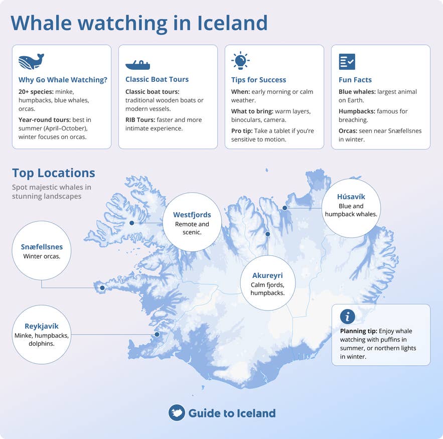 Guida al whale watching in Islanda che presenta le migliori località come Husavik, Akureyri, Reykjavik e Snaefellsnes, con consigli e informazioni sulle specie