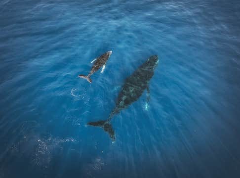 胡萨维克观鲸团