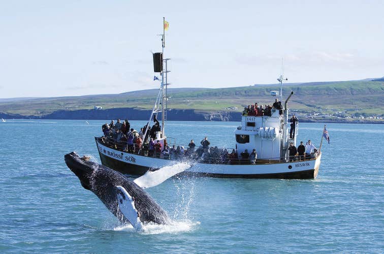A humpback whale breaches near whale watching boats during a tour in Husavik, the whale watching capital of Iceland.