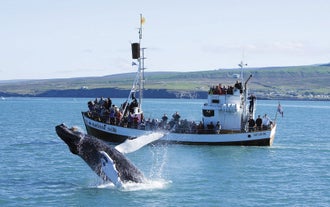De Originele Husavik Walvisexcursie