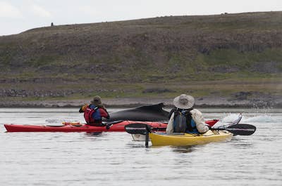 En hval dukker op foran kajakroere i Island.
