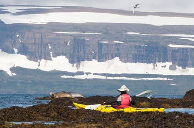 Sæler ligger på land foran en kajakroer i Island.