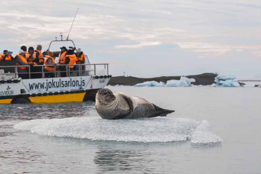 A boat tour passing a seal in Jokulsarlon Glacier Lagoon.