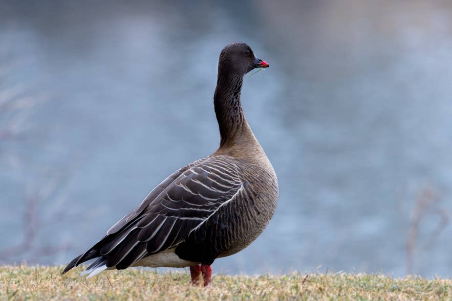 Pink-footed goose near Studlagil Canyon during nesting season, a key breeding site for migrating geese from Greenland and Canada.