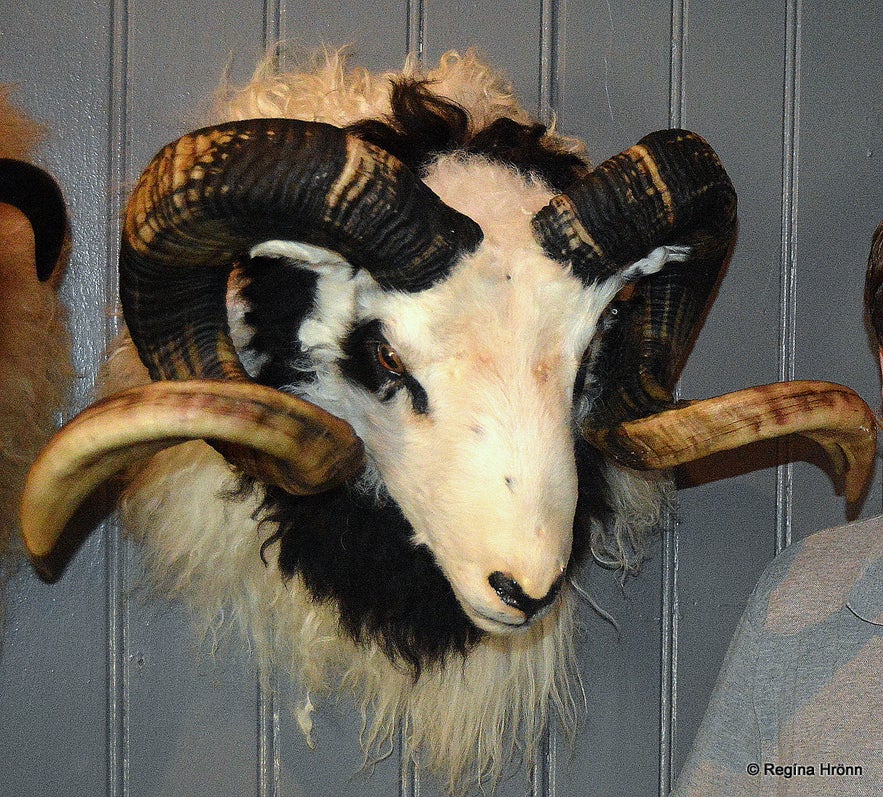 The Study Centre on Leader-sheep in North-East Iceland - the Unique Breed of Icelandic Sheep