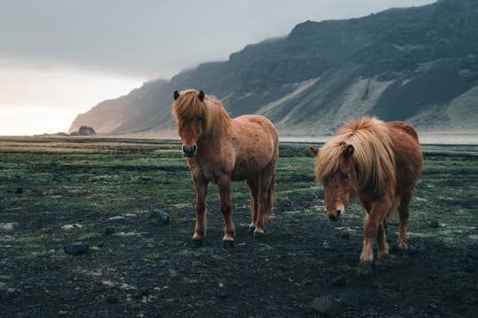 Horse Riding Tour on the Black Sand Beach from Vik