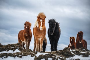 Icelandic horses stand on a snowy hilltop near Vik, showcasing their thick winter coats and unique features.
