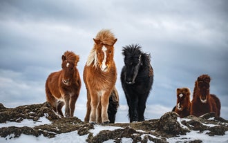 Ruta Fácil a Caballo por Campos de Lava con Traslado Opcional desde Reikiavik