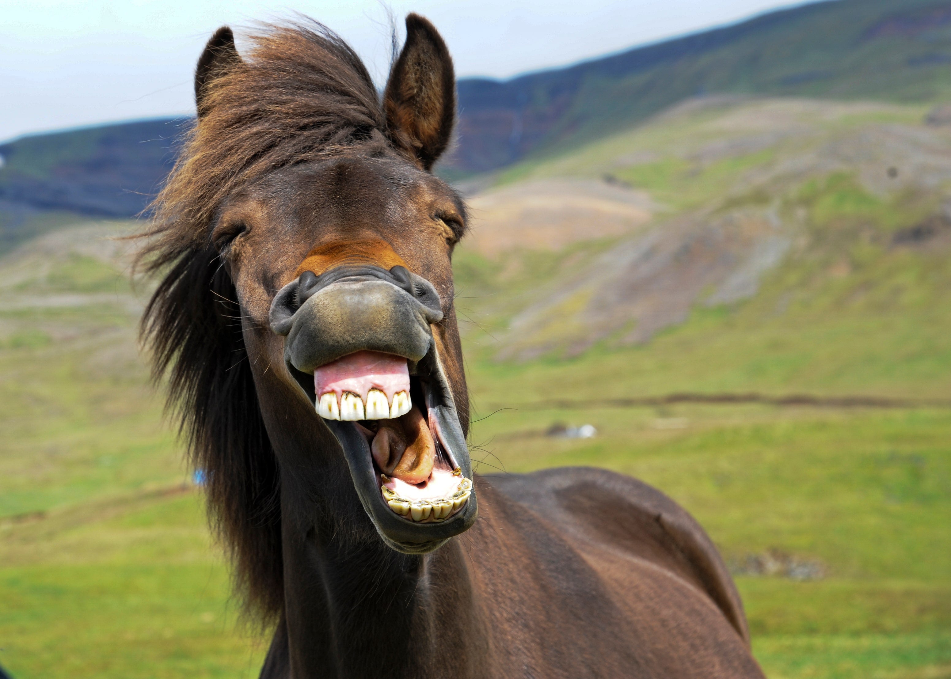 Close-up of a playful Icelandic horse with a big open-mouthed grin in nature.