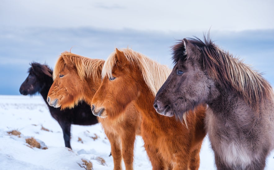Icelandic horses standing in snowy fields often seen on countryside tours run by top tour companies in Iceland.