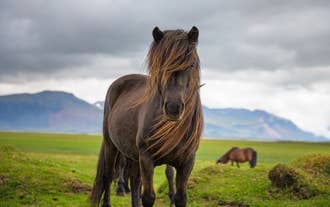 An Icelandic horse with a flowing mane stands in a green pasture in Iceland.